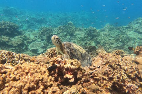 【神戸・沖縄・ライセンス取得】完全コンシェルジュ！神戸から沖縄の海をライセンス取得からすべてご案内！