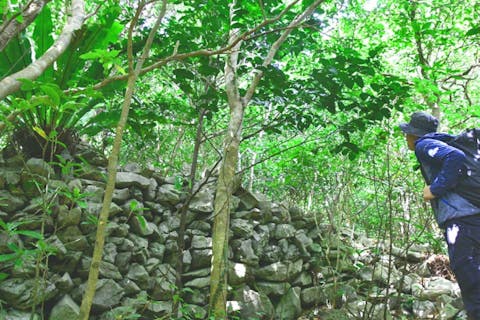 【沖縄・大宜味村・エコツアー】ガジュマルの王様に会いに行こう！90分でやんばる体験！！沖縄県北部・世界自然遺産やんばるの森トレッキング エコツアー ＜初心者・子供・通年OK／少人数制／1名参加対応＞