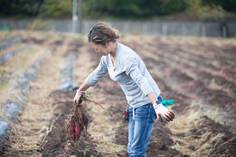 【静岡・御殿場・芋掘り】御殿場の「美味しい！」を収穫してみませんか？人気の紅はるか収穫体験！２０２５年１１月中旬まで開催予定！