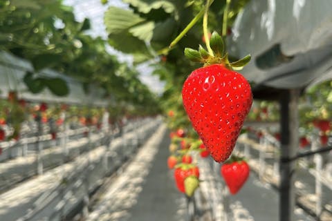 【秋田・羽後・いちご狩り】お子様にも大人気！広いハウスでいちご狩り！30分間食べ放題♪