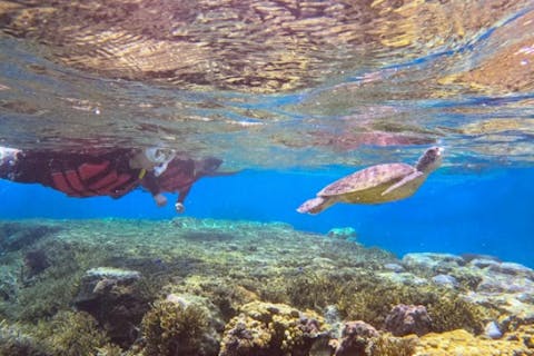 【１組限定貸切】☆安全重視ガイド２名（男女）付☆防水カメラ撮影無料≪シュノーケルツアー≫ウミガメ☆ニモ☆珊瑚礁☆高遭遇☆ファミリー・カップル・女性や高齢者に人気