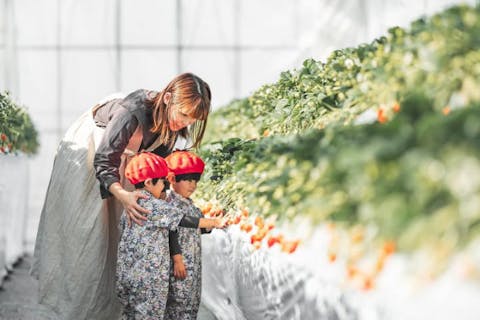 【栃木・真岡・いちご狩り】45分食べ放題で最大８品種を食べ比べ！ママ目線で生まれた快適で安心・安全な環境が自慢の、家族連れに大人気の温かい観光農園です。