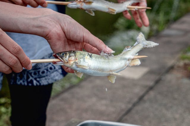 三重・大紀町・川釣り】伊勢の奉納鮎「大内山川のぼり鮎」を釣って食べる！大紀町での鮎友釣り体験ツアー｜アソビュー！