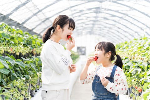 【熊本県宇城市・天草・戸馳島・いちご狩り】時間制限なし＆食べ放題★　2023年OPEN！胡蝶蘭咲くいちご狩り園