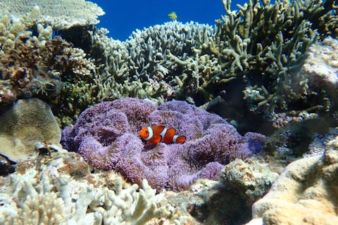 【沖縄・宮古島・体験ダイビング】初心者でも安心！海に慣れるためのシュノーケリング付き＜ボート／1ダイブ／午前・午後＞