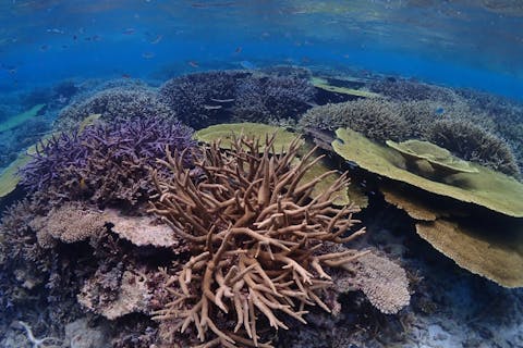 【沖縄・宮古島・シュノーケリング】シュノーケリングツアー　ゆったりスケジュールの2ポイントを巡る＜通年催行／午前・午後＞