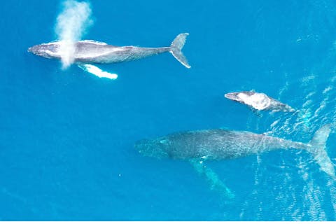 【鹿児島・奄美大島・ホエールウォッチング】・奄美南部発ホエールウォッチング