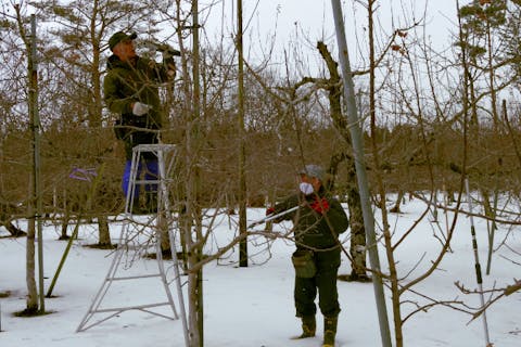 【秋田・三種・農業体験】体験型ふれあい農園プロジェクト～りんご・梨の剪定作業講習会