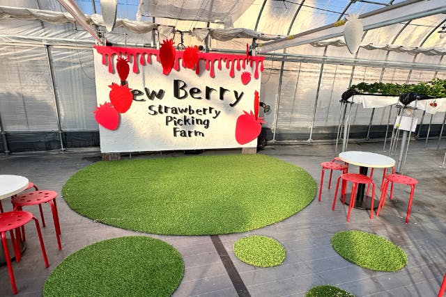 【滋賀・竜王・いちご狩り】60分食べ放題★練乳チョコかけ放題×13品種食べ比べ！アウトレット徒歩圏＆映えハウスで楽しむ体験