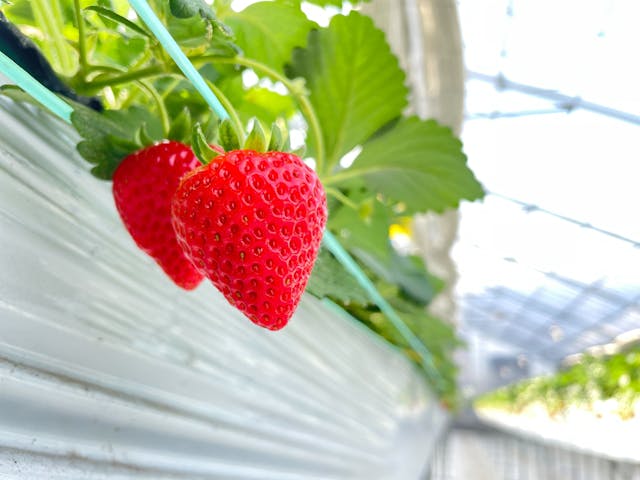 空飛ぶいちご東京
