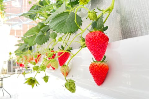 【東京・府中・いちご狩り】東京初！空飛ぶいちご園！いちご90分摘み取りプラン