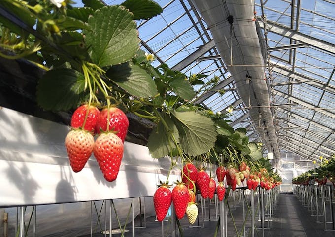 とよさんファームいちご園