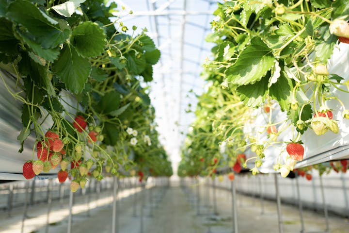 ICHIGOHOUSE.HITACHINAKA