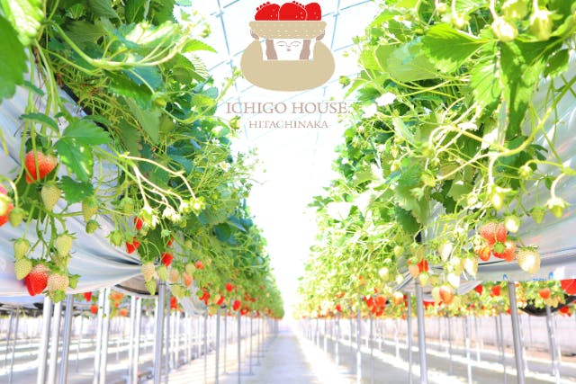 【茨城・いちご狩り】40分いちご食べ放題プラン！ファミリー・カップルにオススメ♪＜2024年1月ひたちなか市新規OPEN！＞