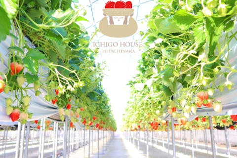 【茨城・いちご狩り】40分いちご食べ放題プラン！ファミリー・カップルにオススメ♪＜2024年1月ひたちなか市新規OPEN！＞