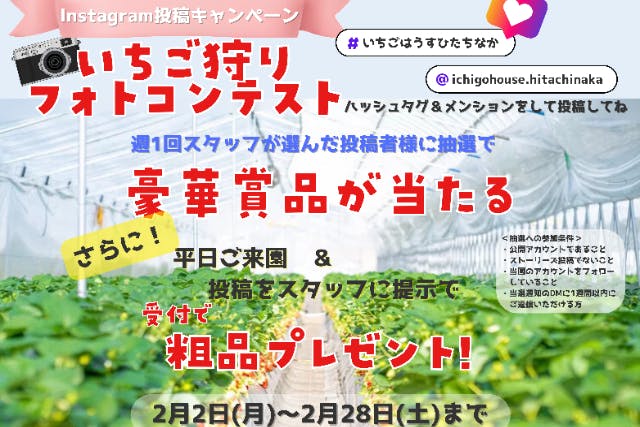 3品種以上食べ比べ！【2月フォトコンテスト開催中】ひたちなかのいちご狩り♪