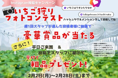 3品種以上食べ比べ！【2月フォトコンテスト開催中】ひたちなかのいちご狩り♪