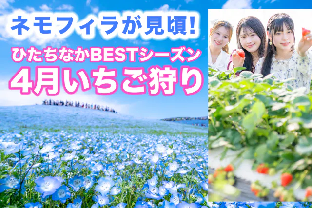 3品種以上食べ比べ！【ひたちなかはネモフィラが見頃！】４月のいちご狩り♪