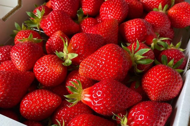 【熊本・八代】熊本県産いちご「ゆうべに」を堪能できる！30分・食べ放題コース（道の駅「竜北」のすぐ近く！）