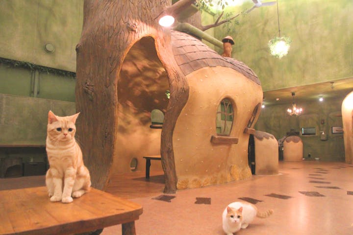  Cat Cafe てまりのおうち