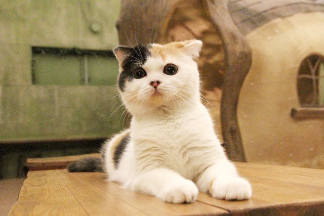 【東京・武蔵野・猫カフェ】時間無制限！猫たちとゆっくりのんびり過ごせる猫カフェ体験プラン