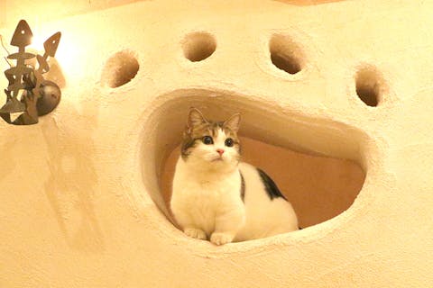 【東京・武蔵野・猫カフェ】時間無制限！猫たちとゆっくりのんびり過ごせる猫カフェ体験プラン