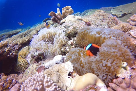 【沖縄・北谷・体験ダイビング】北谷出発・送迎あり・約2時間（1日4回開催）砂辺・熱帯魚＆サンゴ礁体験ダイビング※English available