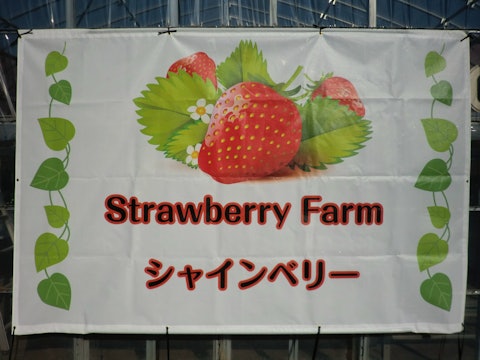 Strawberry Farm シャインベリー