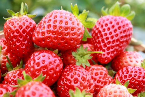 【千葉市・いちご狩り】 有機肥料で育てた園主厳選のおいしいイチゴを40分間食べ放題！  練乳＆ドリンク＆本格ポップコーンサービス付き