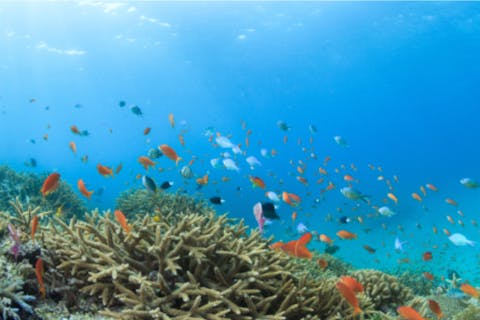 【沖縄・石垣島・マリンスポーツ】9時コース／1便＜1組様限定＞