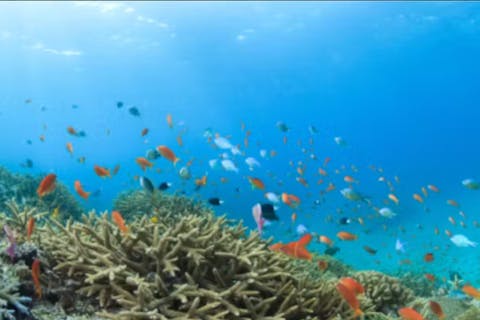 【沖縄・石垣島・マリンスポーツ】15時コース／3便＜1組様限定＞