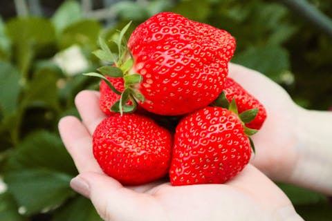 【東京・三鷹・いちご狩り】トイレと駐車場のない！！６０分で時間ゆったり、自分で作る苺大福付き！２〜３品種の食べ比べ！