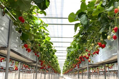 【山梨・甲府・いちご狩り】いちご館くぼたで3種類の食べ比べ！いちご狩り30分食べ放題