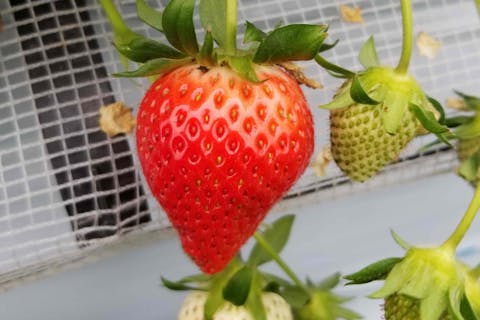 【埼玉・秩父・いちご狩り】下吉田の冨田農園！いちご狩り30分食べ放題♪数種類のいちごを食べ比べ！