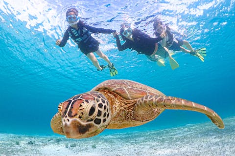 【宮古島／送迎可能】1組完全貸切でウミガメシュノーケリング｜2時間で大満喫プラン！当日予約・前日予約OK！
