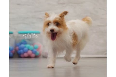 【千葉・佐倉】ここだけ！保護犬猫とふれあえる特別な動物カフェ体験