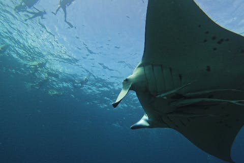 ＼★☆感動体験！石垣島★☆ ／ マンタとウミガメシュノーケル！(約2〜3時間)☆★予約特典プレゼント付き！☆★ ファミリー・カップル・お一人様大歓迎♪川平湾から車で3分の好アクセス！