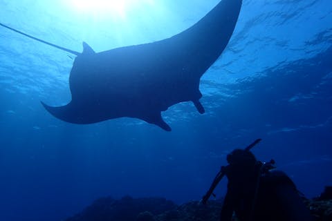 ＼☆★感動体験！石垣島☆★ ／マンタとウミガメ体験ダイビング！10才からOK！（2ダイブ・約2〜3時間）★☆予約特典プレゼント付き！★☆ ファミリー・カップル大歓迎♪ 川平湾から車で3分の好アクセス！