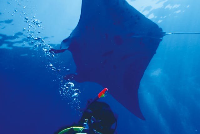 【沖縄・石垣・体験ダイビング】マンタとウミガメ体験ダイビング+おさかな体験ダイビング