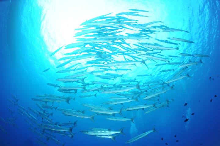 スマイルバング石垣