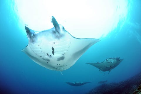 【沖縄県・石垣島・ファンダイビング】石垣島を中心とした八重山諸島の海で2or3ボートダイビング！！