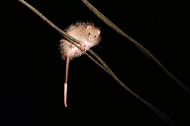 【鹿児島・奄美・ミッドナイトツアー】カメラ好きな方必見！アマミノクロウサギ・夜行性の生き物を撮影しよう！