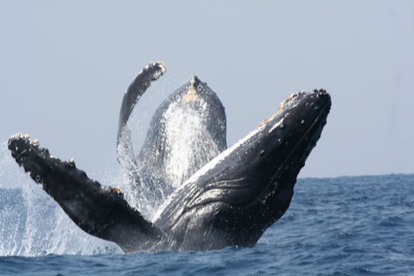 クジラ 座間味のクジラ | 全国観光資源台帳(公財)日本交通公社