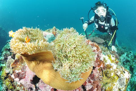 【沖縄県・石垣島 ・1日体験ダイビング】石垣島を中心とした八重山諸島の海で2ダイビング＋スノーケリング！！