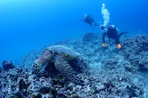 【沖縄・石垣島発・幻の島上陸】体験ダイビング&パラセーリング&幻の島上陸