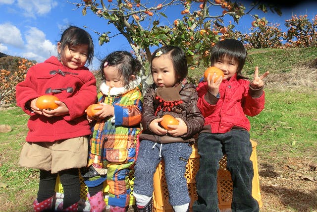 【静岡・浜松・果物狩り】秋の味覚 次郎柿のもぎ取り体験！採りたての柿をその場で食べちゃおう♪＜足立柿園＞