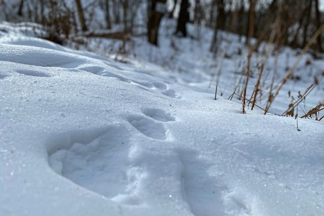 【長野・軽井沢・自然探索ツアー】現役猟師がガイド、冬の森で動物の痕跡を探す 「ANIMAL tracking tour」 運がよければ動達の足跡を見つけられるかも？！