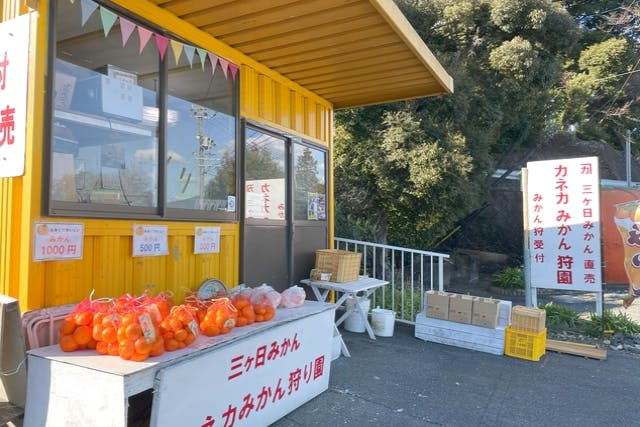 【静岡・浜松・みかん狩り】湖を見下ろすロケーションでみかん狩り♪時間無制限で食べ放題！嬉しいお土産付き！ご家族連れやカップルにもおすすめ♪