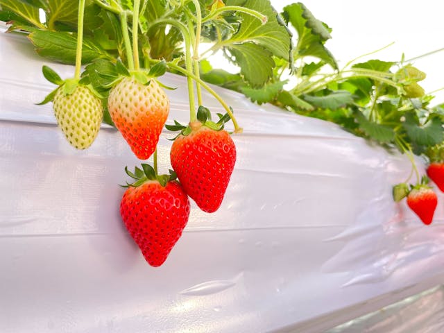 いちご農園フルッティロッシ