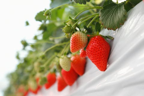 新ハウス完成！【群馬・藤岡市・いちご摘み取り】金賞受賞の完熟いちご摘み取り体験！